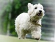 プラセボのない動物を治せたら本物！？
